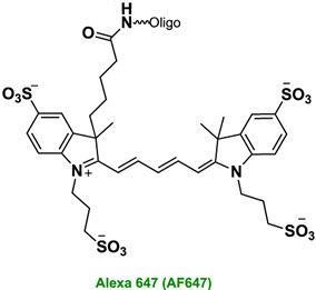 Bio-Synthesis Inc. Oligo Structure